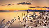 Wintermorgen mit beschneiten Pflanzen  bei Sonnenaufgang am Starnberger See, Tutzing, Bayern, Deutschland