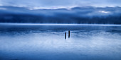 Blick auf die Roseninsel zur blauen Stunde am Morgen, Starnberger See, Feldafing, Bayern, Deutschland