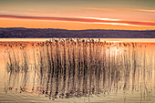 Schilf am Starnberger See bei Sonnenaufgang, Bayern, Deutschland