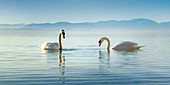 Swans on Lake Starnberg at sunrise in the morning mist, Bavaria, Germany