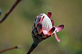 Malawi; Northern Region; Nyika Nationalpark; Knospe; aufgehende Blüte des Zuckerbusches