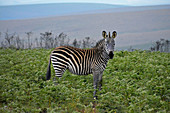 Malawi; Northern Region; Nyika Nationalpark; Zebra auf dem Nyika Plateau; nahezu baumlose Graslandschaft
