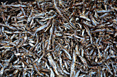 Mzuzu; Northern Region; Malawi; Range of goods in the market; dried sardines