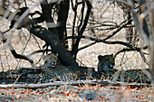 Malawi; Southern Region; Liwonde National Park; Cheetah mother with her cub is lazy in the shade of a bush