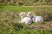 Schafe im Naturschutzgebiet Ellenbogen, Sylt, Schleswig-Holstein, Deutschland