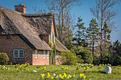 Narcissus meadow in front of the historic farm in Braderup, Sylt, Schleswig-Holstein, Germany