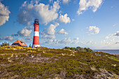 Hörnum lighthouse with heather, Sylt, Schleswig-Holstein, Germany