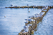 Möwen am Strand an der Kampener Vogelkoje, Sylt, Schleswig-Holstein, Deutschland