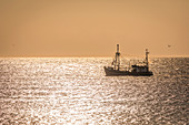 Fishing cutter on the west beach near Kampen in sunset, Sylt, Schleswig-Holstein, Germany