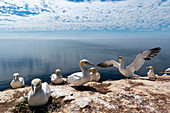 Northern gannet lands on the Lummenfelsen, Heligoland, North Sea, Schleswig-Holstein, Germany