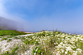 Meerkohl vor dem Helgoländer Nordstrand im Nebel, Nordsee, Schleswig-Holstein, Deutschland