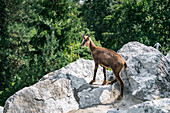 Chamois in the Alpine Zoo in Innsbruck, Tyrol, Austria