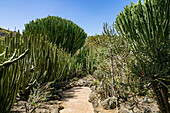 Kakteengewächse im botanischen Garten "Jardin Botanico", Gran Canaria, Spanien