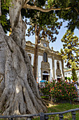 Big old tree in front of Basílica de Nuestra Señora del Pino - Church in the center of &quot;Teror&quot;, Gran Canaria, Spain