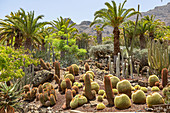 Cactus plants and palm trees in the &quot;Cactualdea Park&quot; - cactus park in the west of Gran Canaria, Spain
