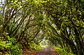 &quot;Camino viejo al Pico del Inglés&quot; - tree-covered path in the Anaga Mountains, Tenerife, Spain