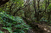 Wanderweg "Bosque Encantado" mit moosbewachsenen Bäumen im Nebelwald des Anaga Gebirge, Teneriffa, Spanien