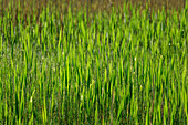 Dense reeds, Werdenfelser Land, Werdenfels, Bavarian Alps, Upper Bavaria, Bavaria, Germany