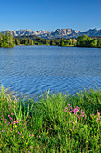 Schwaltenweiher with Tannheimer Mountains in the background, Schwaltenweiher, Ostallgäu, Allgäu, Swabia, Bavaria, Germany