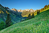 Blumenwiese vor Schochen und Seeköpfe, Käseralp, Hintersteiner Tal, Allgäuer Alpen, Allgäu, Bayern, Deutschland