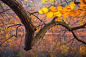 Herbstfärbung am Schweingartensee, Müritz Nationalpark, Mecklenburg Vorpommern, Deutschland