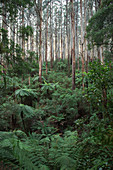 Yarra Valley ist ein Waldgebiet rund um den Yarra River in Victoria, Australien