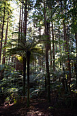 Dichter Wald im Redwood Forest in Rotorua in der Bay of Plenty, Neuseeland