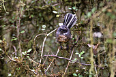 Der Fantail zu deutsch Fächerschwanz lebt an der West Coast in Neuseeland