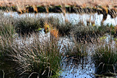 Binsen und Gräser im Moor bei Geestland, Landkreis Cuxhaven, Niedersachsen, Deutschland