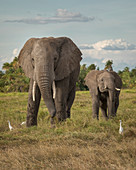 Mutter und Kalb des Afrikanischen Elefanten (Loxodonta africana) und Kuhreiher (Bubulcus ibis), Amboseli-Nationalpark, Kenia