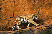 Bengal Tiger (Panthera tigris tigris), Jungtier, auf Felsvorsprung vor roter Klippe, Bandhavgarh National Park, Indien