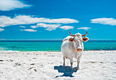 Kuh am Strand, Siniscola, Provinz Nuoro, Sardinien, Italien, Europa
