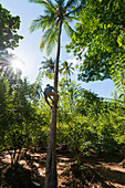 East Africa, Tanzania, Zanzibar, man climbs on a coconut palm to harvest the coconuts