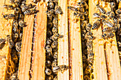 Bienen produzieren Honig, ein typisches Produkt aus Non Valley, Trentino, Italien, Europa