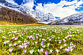 Flowering of Crocus nivea in Val Radons(Radons valley), Albula region, Canton of Grisons, Switzerland, Europe.
