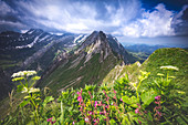 Wildblumen auf dem Bergkamm, Kanton Appenzell, Alpstein, Schweiz, Europa