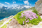 Saxifraga in Valle dell Orco, Gran Paradiso National Park, Province of Turin, italian alps, Italy