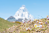 Crocus with Matterhorn in the background, Cima Longhede, Verrayes, Aosta Valley, Italian alps, Italy