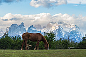 Horse grazing, with Paine Horns and Cerro Paine in the background. Torres del Paine National Park, Ultima Esperanza province, Magallanes region, Chile.