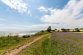Bench on the Ostsse in front of a phacelia field, Ostermade, Ostholstein, Schleswig-Holstein, Germany
