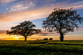 2 oaks in the barley field, evening light, Ostholstein; Schleswig-Holstein, Germany