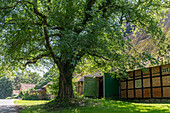 Baum am Wegesrand vor einer Scheune in Seegalendorf, Ostholstein, Schleswig-Holstein, Deutschland