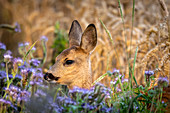 Roe deer, young and female on the flower strip and wheat field, Georgshof, Ostholstein, Schleswig-Holstein, Germany