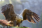 White-tailed eagle before take-off on a ledge, Flatanger, Namdalen, Trondelag, Norway