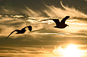 Seagulls fly in the evening light. Flatanger, Namdalen, Trondelag, Norway