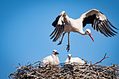 Störche, Altstorch mit 2 Jungstörchen im Nest, Haus Avalon, Grube, Ostholstein, Schleswig-Holstein, Deutschland