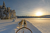 Hundeschlittenfahrt in Lappland, Arvidsjaur, Auktsjaur, Schweden