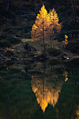 Rays of light touching the top of a tree dressed in autumnal colors reflecting on one of the Laghi del Sangiatto. Alpe Devero, Antigorio valley, Piedmont, Italy.