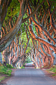 The colors of the sunrise on the branches of The Dark Hedges, Bregagh Road, the iconic trees tunnel. Ballymoney, County Antrim, Ulster region, Northern Ireland, United Kingdom.