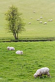 Vereinigtes Königreich, Gloucestershire, District Cotswold, Region Cotswolds, Guiting Power, Schafe, die im Mittelalter durch den Wollhandel zum Reichtum der Region beitrugen